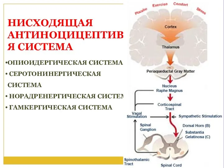 НИСХОДЯЩАЯ АНТИНОЦИЦЕПТИВНАЯ СИСТЕМА ОПИОИДЕРГИЧЕСКАЯ СИСТЕМА СЕРОТОНИНЕРГИЧЕСКАЯ СИСТЕМА НОРАДРЕНЕРГИЧЕСКАЯ СИСТЕМА ГАМКЕРГИЧЕСКАЯ СИСТЕМА