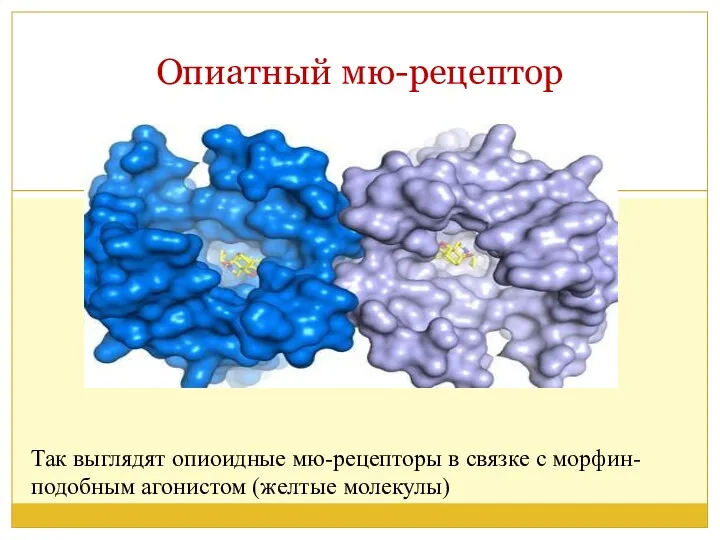 Опиатный мю-рецептор Так выглядят опиоидные мю-рецепторы в связке с морфин-подобным агонистом (желтые молекулы)