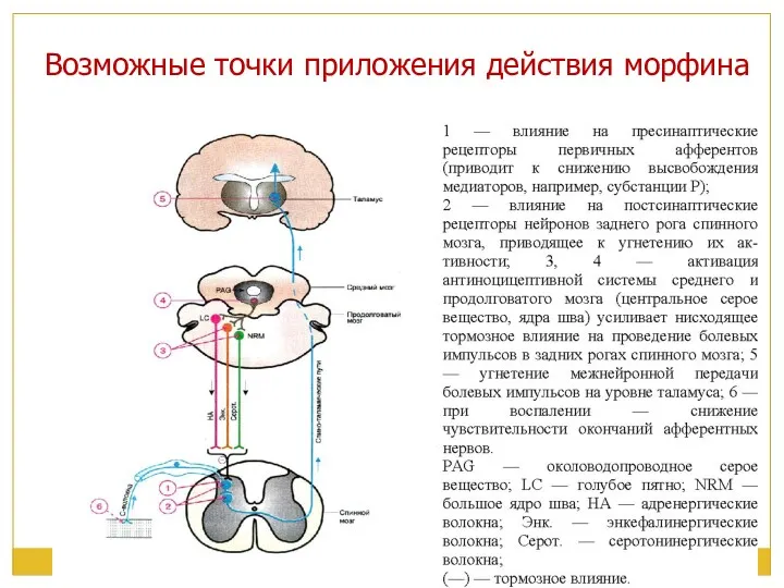 Возможные точки приложения действия морфина