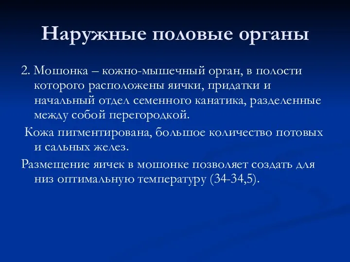 Наружные половые органы 2. Мошонка – кожно-мышечный орган, в полости