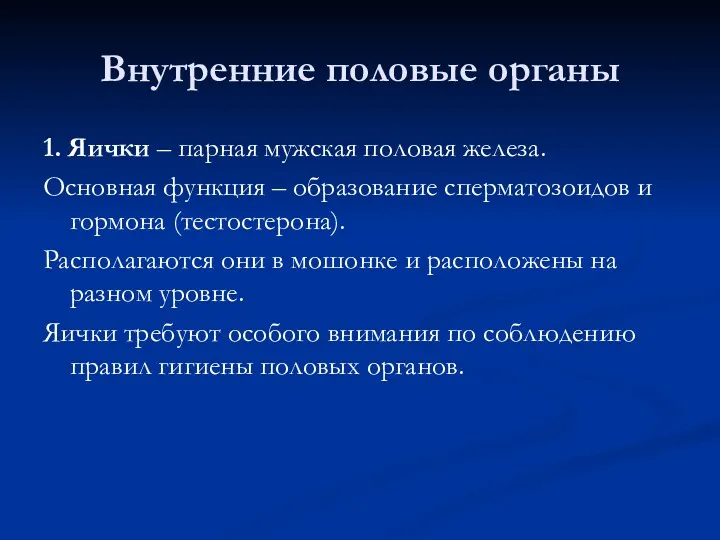 Внутренние половые органы 1. Яички – парная мужская половая железа.