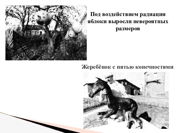 Под воздействием радиации яблоки выросли невероятных размеров Жеребёнок с пятью конечностями