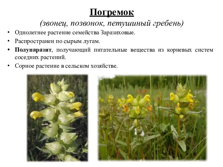 Погремок (звонец, позвонок, петушиный гребень) Однолетнее растение семейства Заразиховые. Распространен