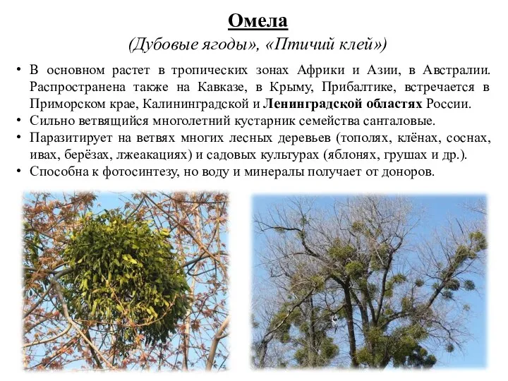 Омела (Дубовые ягоды», «Птичий клей») В основном растет в тропических