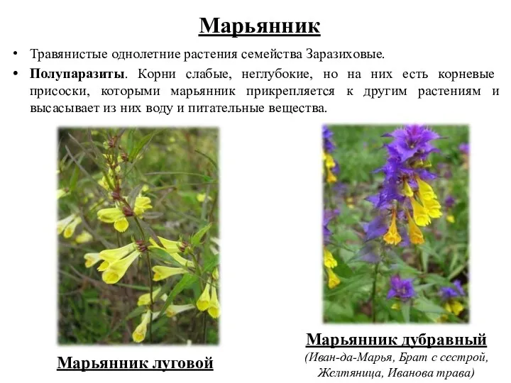 Марьянник Травянистые однолетние растения семейства Заразиховые. Полупаразиты. Корни слабые, неглубокие,