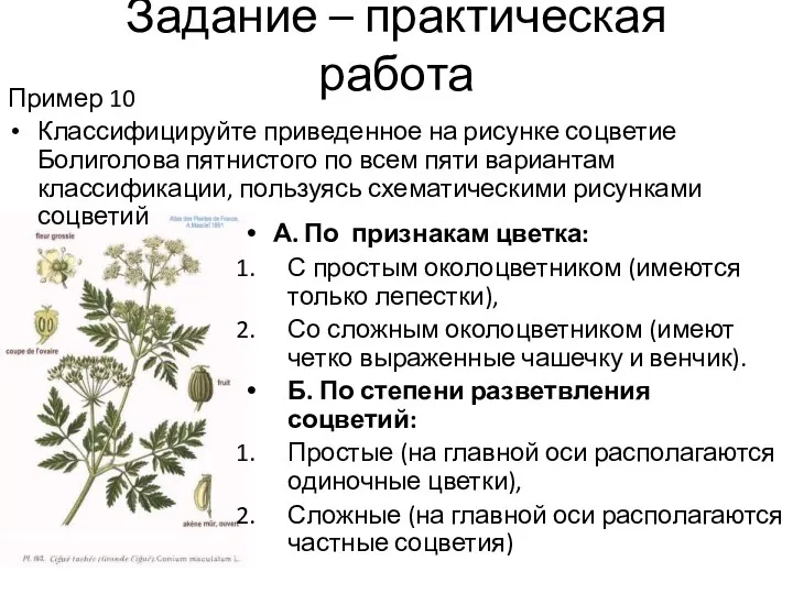 Задание – практическая работа Пример 10 Классифицируйте приведенное на рисунке соцветие Болиголова пятнистого