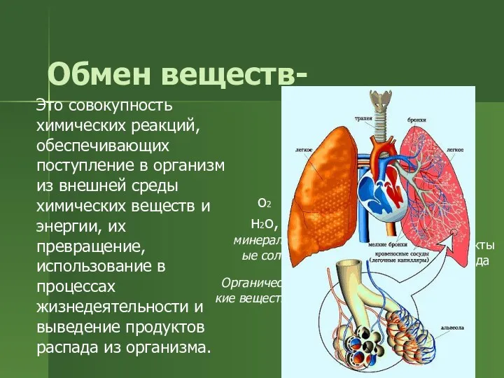 Обмен веществ- Это совокупность химических реакций, обеспечивающих поступление в организм