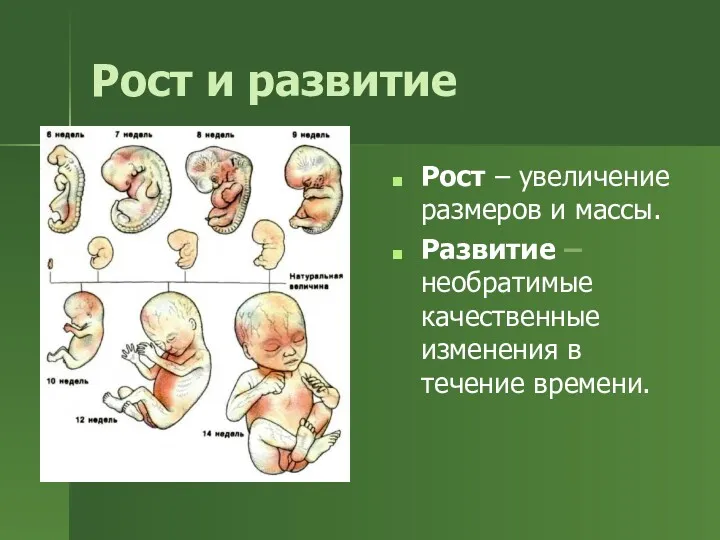 Рост и развитие Рост – увеличение размеров и массы. Развитие