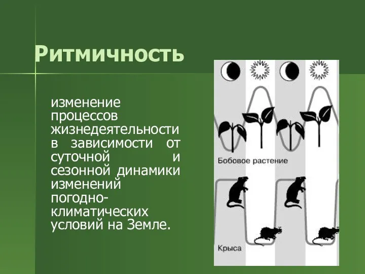 Ритмичность изменение процессов жизнедеятельности в зависимости от суточной и сезонной