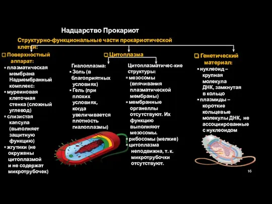 Надцарство Прокариот Структурно-функциональные части прокариотической клетки: