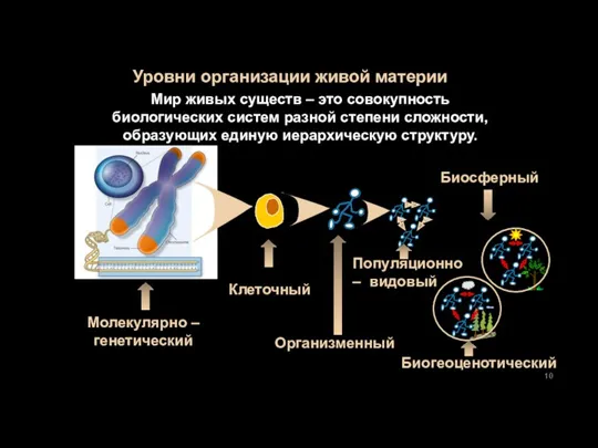 Уровни организации живой материи Мир живых существ – это совокупность