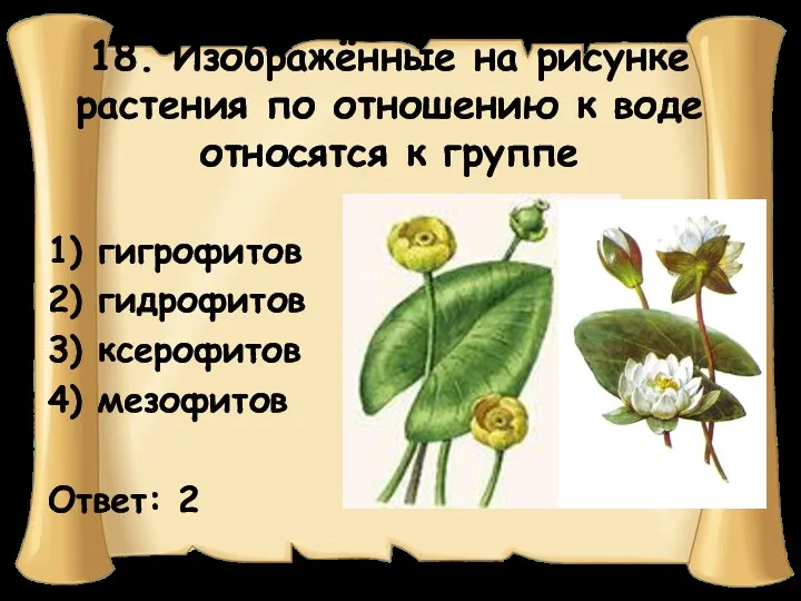18. Изображённые на рисунке растения по отношению к воде относятся