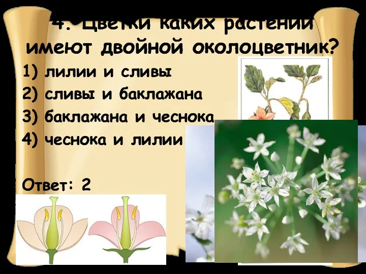 4. Цветки каких растений имеют двойной околоцветник? 1) лилии и