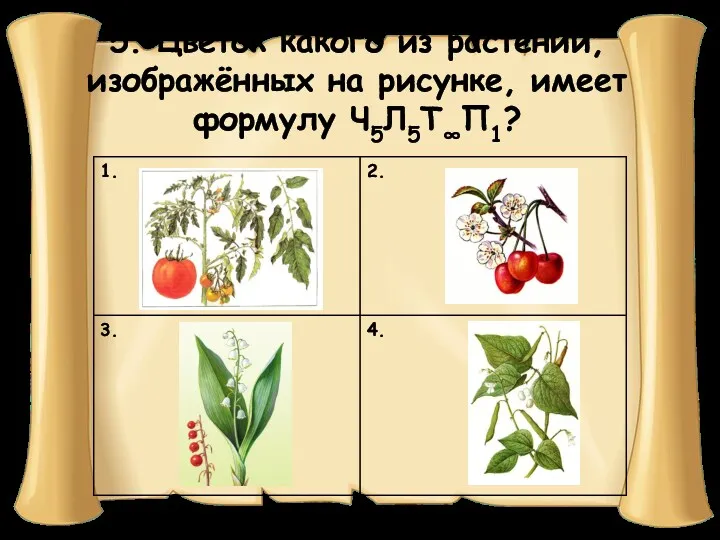 5. Цветок какого из растений, изображённых на рисунке, имеет формулу Ч5Л5Т∞П1?