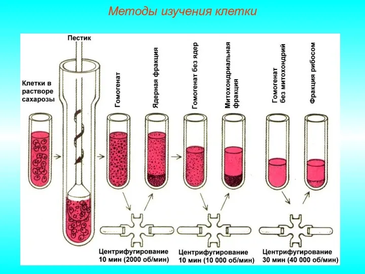 Методы изучения клетки