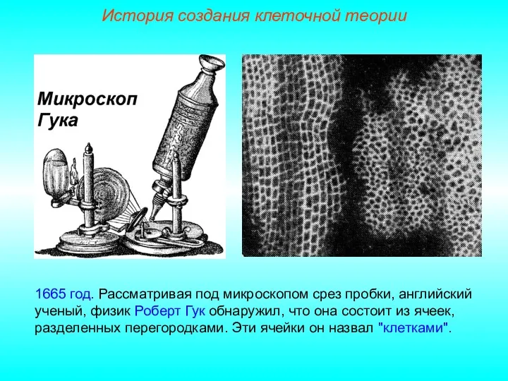 1665 год. Рассматривая под микроскопом срез пробки, английский ученый, физик Роберт Гук обнаружил,