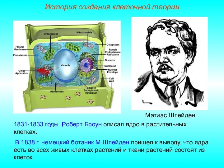 Матиас Шлейден 1831-1833 годы. Роберт Броун описал ядро в растительных клетках. В 1838
