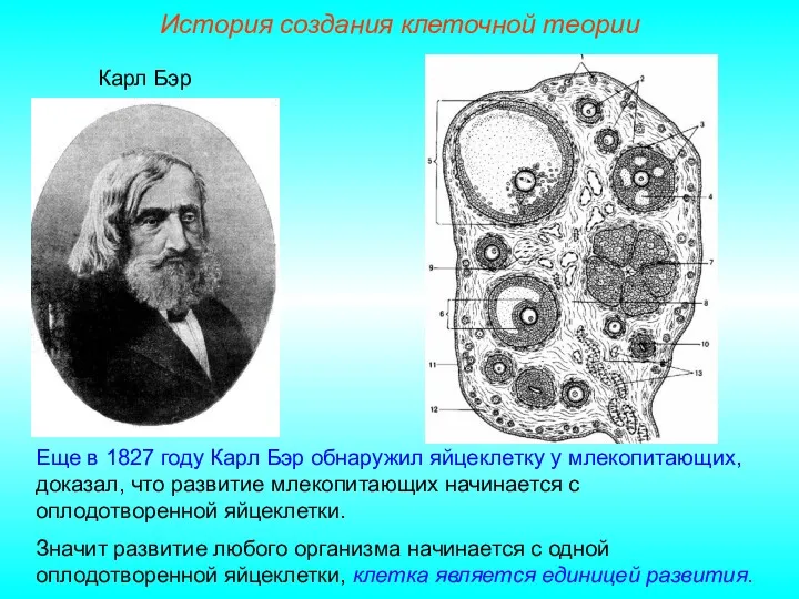 Карл Бэр Еще в 1827 году Карл Бэр обнаружил яйцеклетку у млекопитающих, доказал,