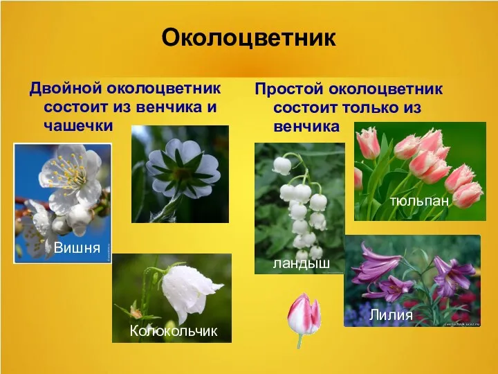 Околоцветник Двойной околоцветник состоит из венчика и чашечки Простой околоцветник