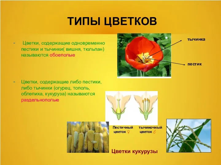 ТИПЫ ЦВЕТКОВ - Цветки, содержащие одновременно пестики и тычинки( вишня,