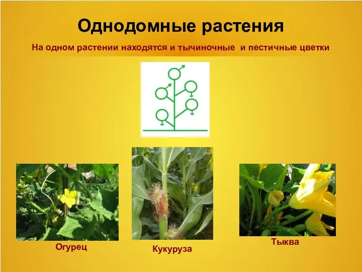 Однодомные растения На одном растении находятся и тычиночные и пестичные цветки Тыква Кукуруза Огурец