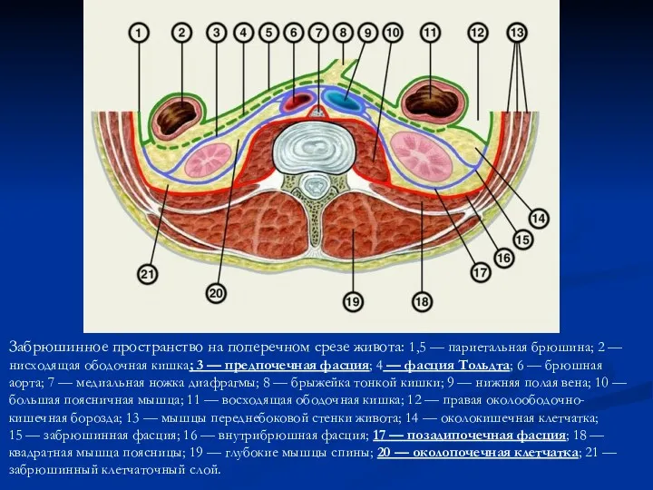Забрюшинное пространство на поперечном срезе живота: 1,5 — париетальная брюшина;