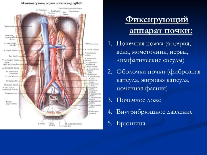 Фиксирующий аппарат почки: Почечная ножка (артерия, вена, мочеточник, нервы, лимфатические