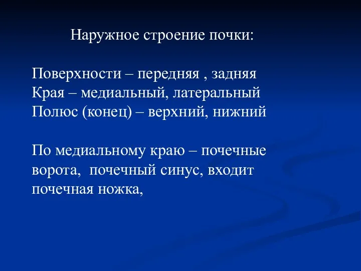 Наружное строение почки: Поверхности – передняя , задняя Края –