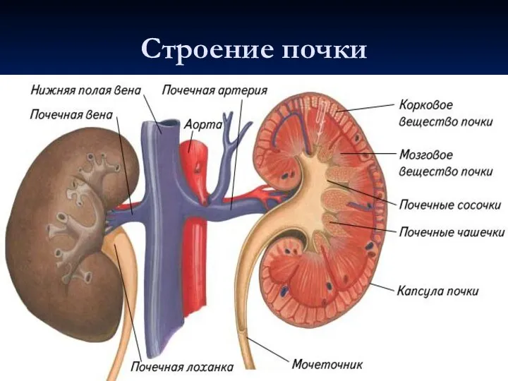 Строение почки