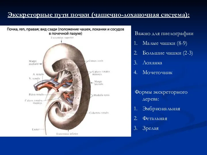 Экскреторные пути почки (чашечно-лоханочная система): Важно для пиелографии Малые чашки