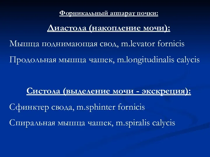 Форникальный аппарат почки: Диастола (накопление мочи): Мышца поднимающая свод, m.levator