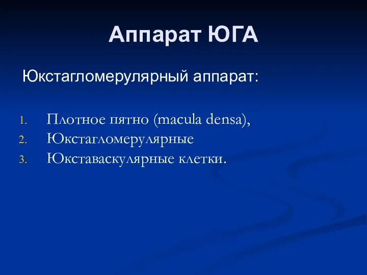 Аппарат ЮГА Юкстагломерулярный аппарат: Плотное пятно (macula densa), Юкстагломерулярные Юкставаскулярные клетки.