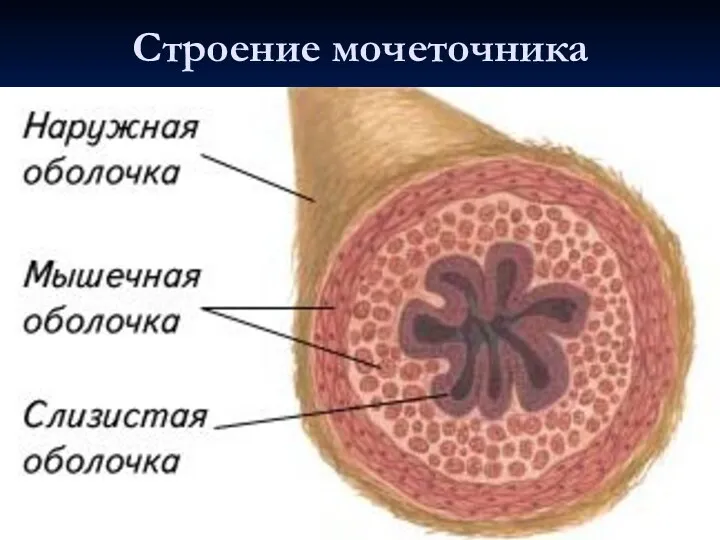 Строение мочеточника