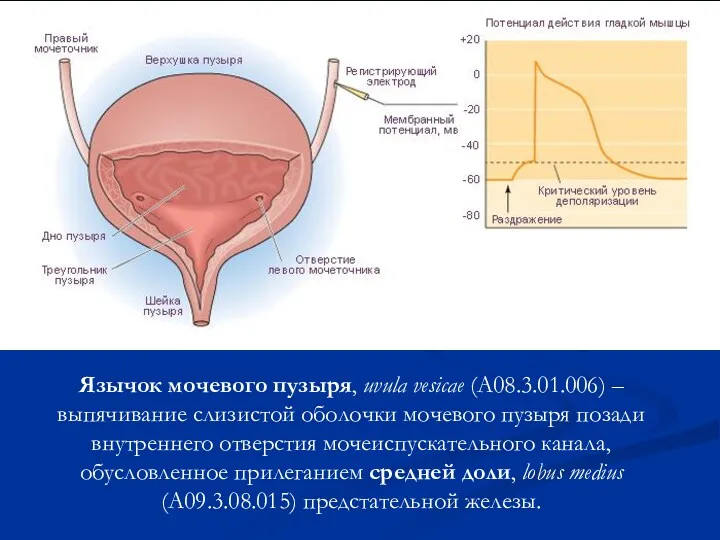 Язычок мочевого пузыря, uvula vesicae (A08.3.01.006) – выпячивание слизистой оболочки