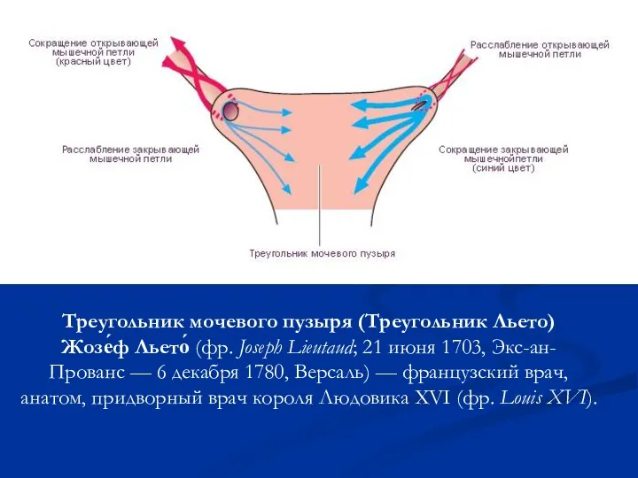 Треугольник мочевого пузыря (Треугольник Льето) Жозе́ф Льето́ (фр. Joseph Lieutaud;