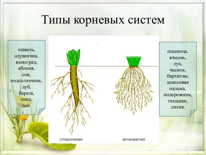 Типы корневых систем щавель, одуванчик, виноград, яблоня, соя, подсолнечник, дуб,