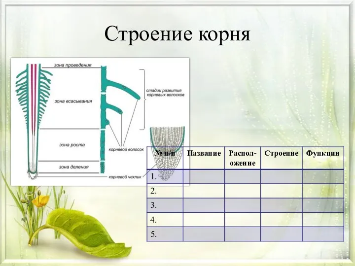 Строение корня