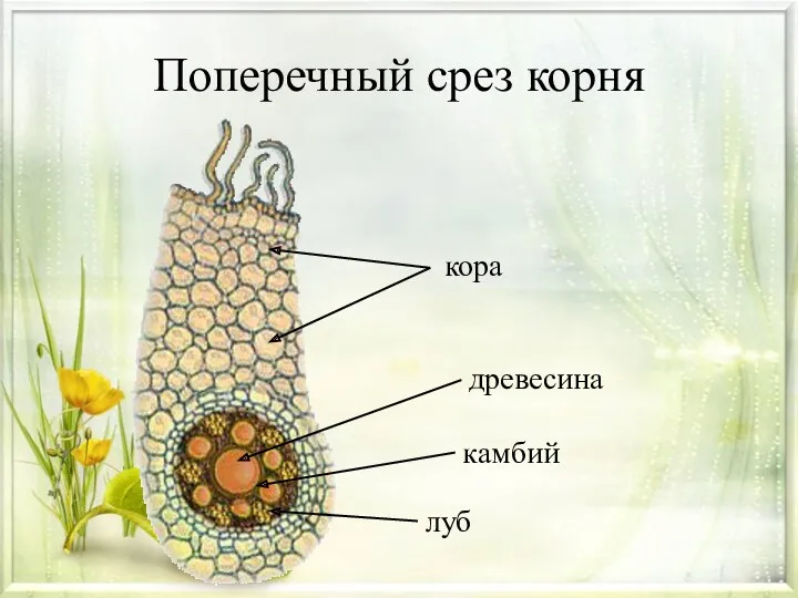 Поперечный срез корня кора древесина камбий луб