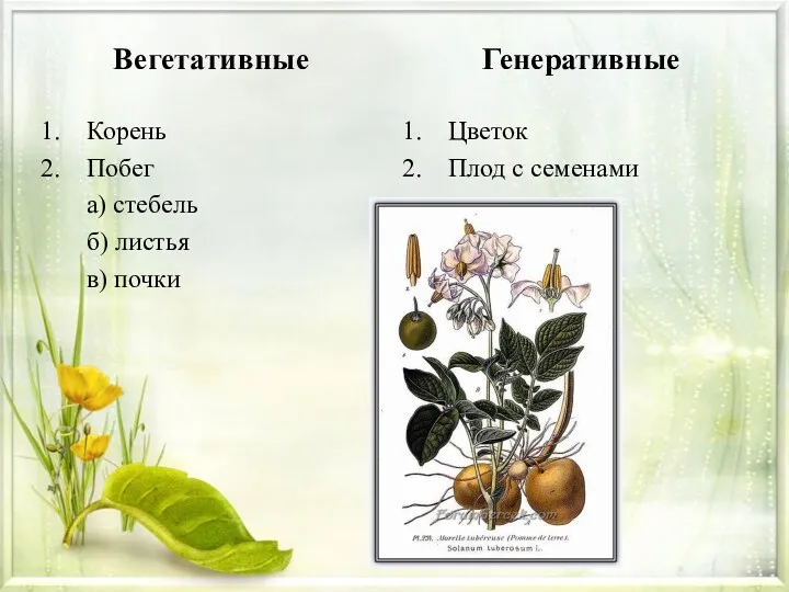 Корень Побег а) стебель б) листья в) почки Вегетативные Генеративные Цветок Плод с семенами