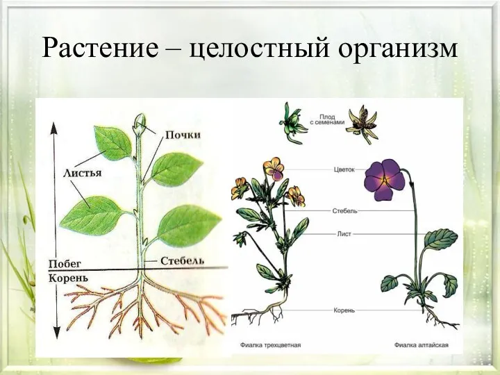 Растение – целостный организм