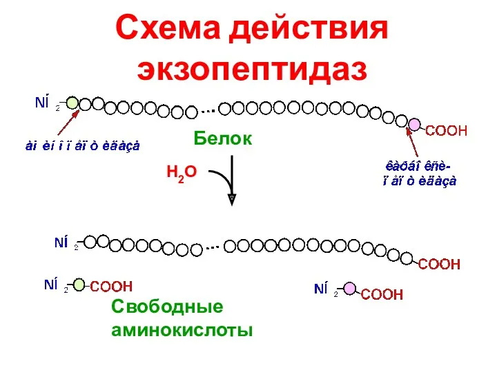 Схема действия экзопептидаз Н2О Свободные аминокислоты Белок