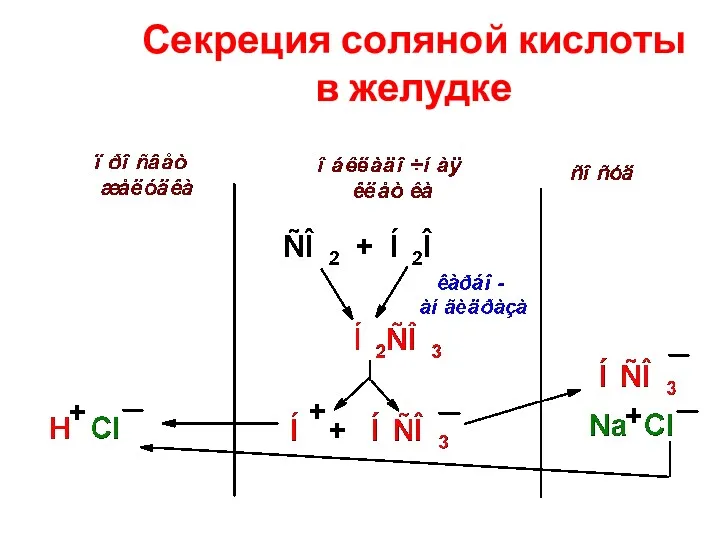 Секреция соляной кислоты в желудке