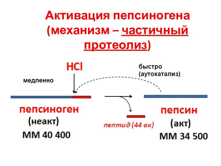 Активация пепсиногена (механизм – частичный протеолиз)