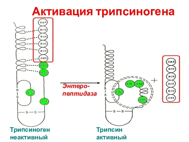 Активация трипсиногена Энтеро-пептидаза Трипсиноген неактивный Трипсин активный