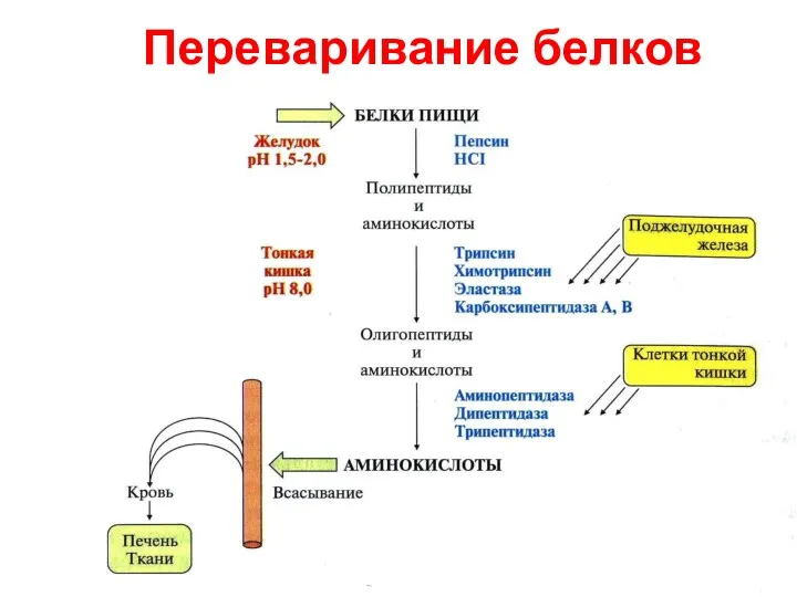 Переваривание белков