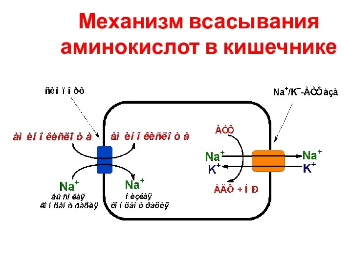 Механизм всасывания аминокислот в кишечнике