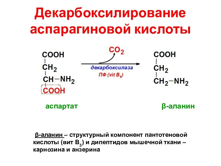 Декарбоксилирование аспарагиновой кислоты β-аланин – структурный компонент пантотеновой кислоты (вит В3) и дипептидов