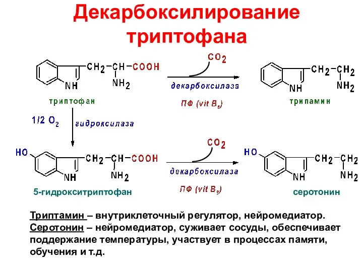 Декарбоксилирование триптофана 5-гидрокситриптофан серотонин Триптамин – внутриклеточный регулятор, нейромедиатор. Серотонин