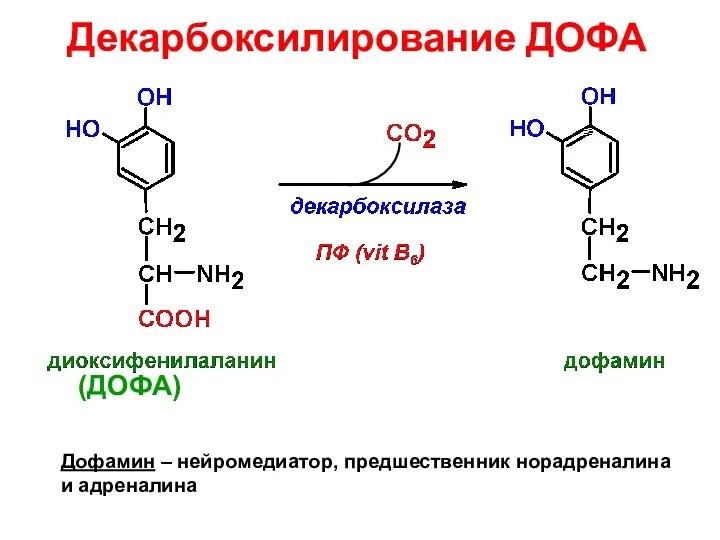 Декарбоксилирование ДОФА Дофамин – нейромедиатор, предшественник норадреналина и адреналина (ДОФА)