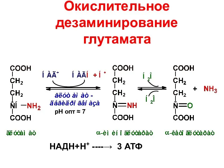 Окислительное дезаминирование глутамата НАДН+Н+ ----→ 3 АТФ рН опт ≈ 7